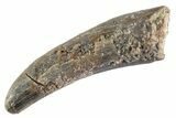 Fossil Pterosaur (Siroccopteryx) Tooth - Morocco #359976-1
